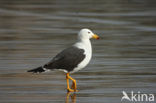 Band-tailed Gull (Larus belcheri)