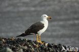 Band-tailed Gull (Larus belcheri)