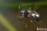 Microvelia buenoi