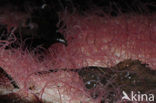 Slingerworm (Tubifex tubifex)