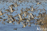 Wigeon (Anas penelope)