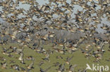 Wigeon (Anas penelope)