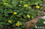 Speenkruid (Ranunculus ficaria)