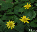 Speenkruid (Ranunculus ficaria)