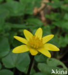 Speenkruid (Ranunculus ficaria)