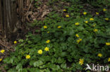 Speenkruid (Ranunculus ficaria)