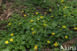 Speenkruid (Ranunculus ficaria)