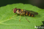 Belted flowerfly (Meliscaeva cinctella)