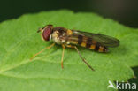 Stomp elfje (Meliscaeva cinctella)