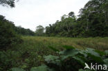 Tambopata National Park