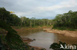 Tambopata National Park