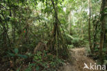 Tambopata National Park