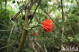 Tambopata National Park