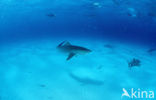 tiger shark (Galeocerdo cuvier)