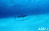 tiger shark (Galeocerdo cuvier)