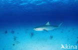 tiger shark (Galeocerdo cuvier)