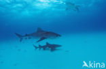 tiger shark (Galeocerdo cuvier)