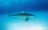 tiger shark (Galeocerdo cuvier)