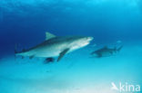 tiger shark (Galeocerdo cuvier)