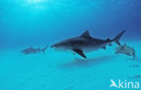 tiger shark (Galeocerdo cuvier)