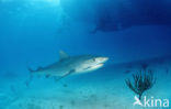 tiger shark (Galeocerdo cuvier)