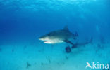 tiger shark (Galeocerdo cuvier)