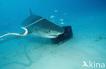 tiger shark (Galeocerdo cuvier)