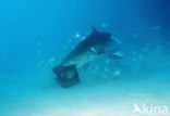 tiger shark (Galeocerdo cuvier)