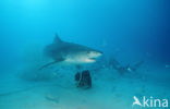 tiger shark (Galeocerdo cuvier)