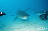 tiger shark (Galeocerdo cuvier)