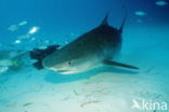 tiger shark (Galeocerdo cuvier)