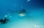 tiger shark (Galeocerdo cuvier)