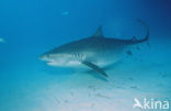 tiger shark (Galeocerdo cuvier)