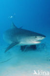 tiger shark (Galeocerdo cuvier)