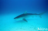 tiger shark (Galeocerdo cuvier)