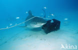 tiger shark (Galeocerdo cuvier)