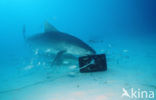 tiger shark (Galeocerdo cuvier)