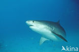 tiger shark (Galeocerdo cuvier)