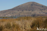 Titicaca meer