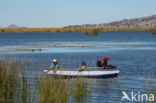 Titicaca meer