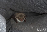 Vale vleermuis (Myotis myotis) 