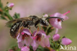 Viltige groefbij (Lasioglossum prasinum)