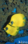 Masked butterflyfish (Chaetodon semilarvatus)