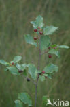 Alder Buckthorn (Rhamnus frangula)