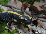 Vuursalamander (Salamandra salamandra) 