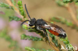 Sphecodes scabricollis