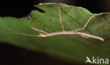 Indian stick insect (Carausius morosus)