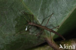 Indian stick insect (Carausius morosus)