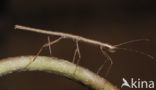 Indian stick insect (Carausius morosus)