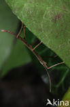 Indian stick insect (Carausius morosus)